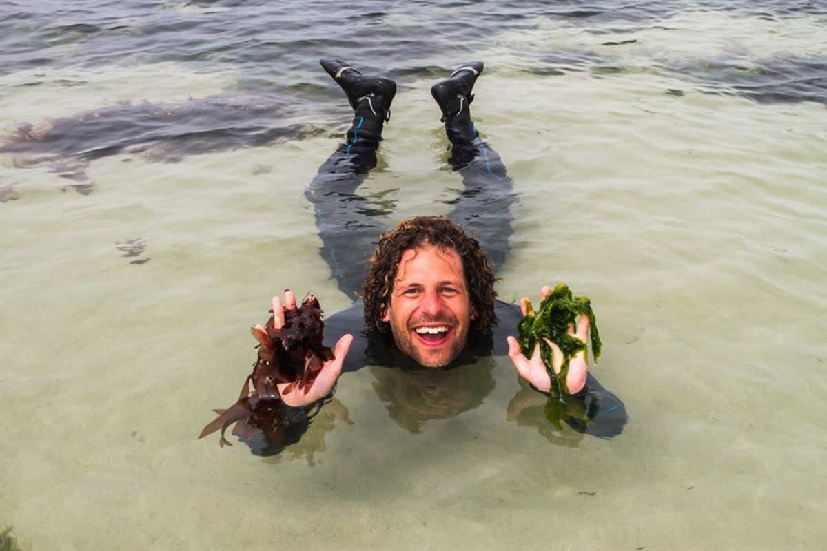 Discover more about seaweed at Muzee Scheveningen (Muzee Scheveningen)