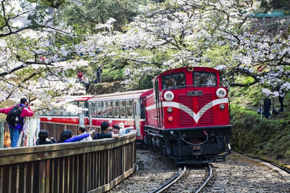 阿里山櫻花季小火車景色絕美（圖片來源：Getty Creative）