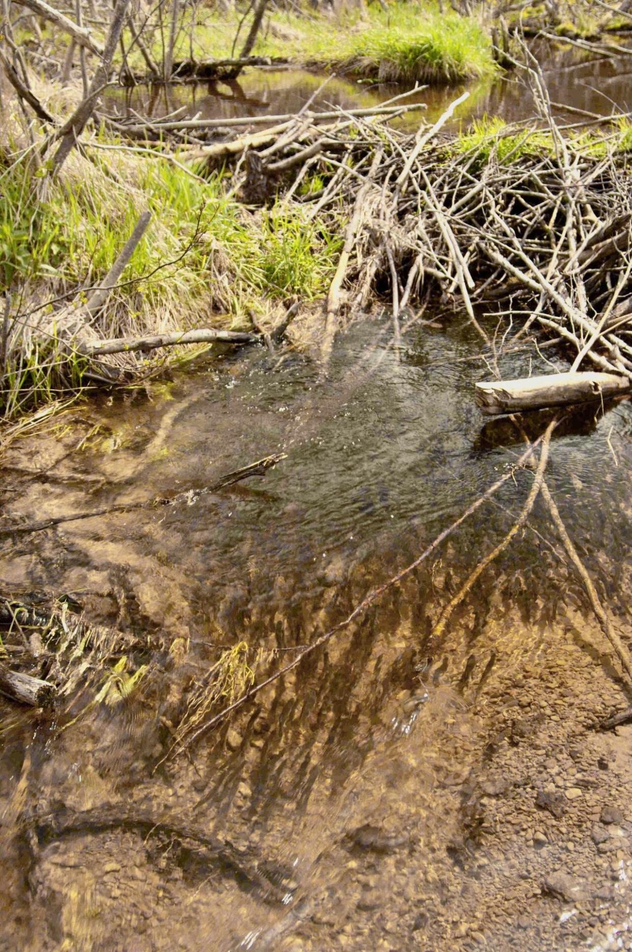 Smelt at Callaghan's Brook beaver dam in 2022.   (Submitted by Dan McAskill - image credit)