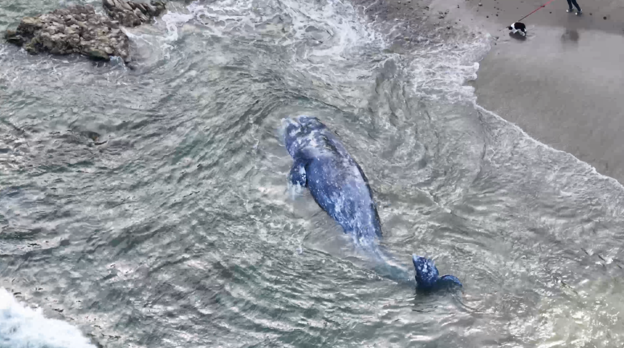 Gray whale washes ashore on Southern California beach