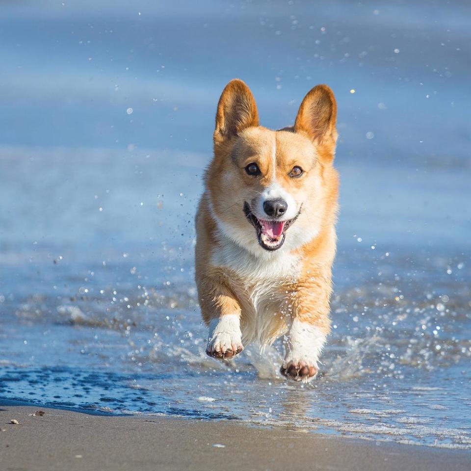 The Most Dog-Friendly Beach Towns in America