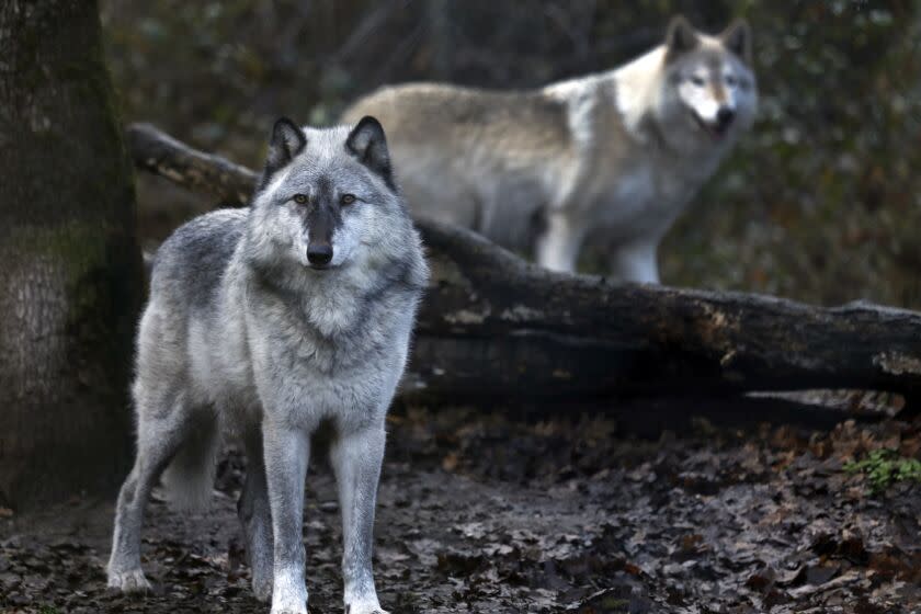 TENINO, WASHINGTONÑNOV. 10, 2019ÑAt Wolf Haven International in Tenino, Washington, an 8-year-old grey wolf , left, lives with a wolf-dog, right, at the sanctuary. (Carolyn Cole/Los Angeles Times)