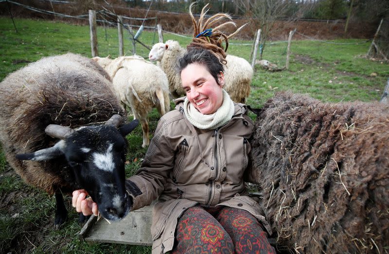 Sheep cuddling in Hattingen near Wuppertal