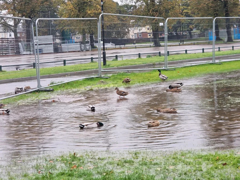 Ducks enjoying the localised flooding in Hillsborough Park. Picture: Kirsty Hamilton