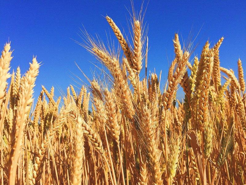 中國宣布對澳洲進口的大麥徵收80.5％的反傾銷補貼稅。圖為示意圖。（pixabay）