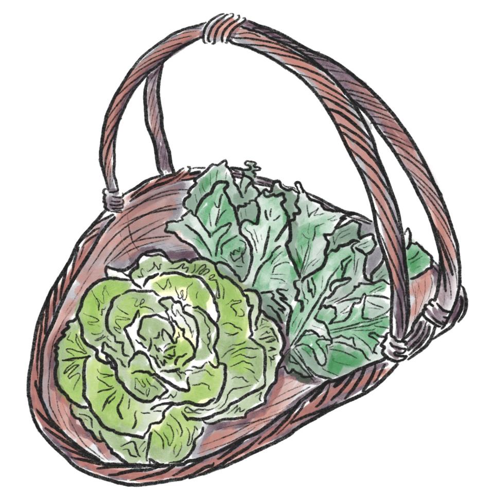 An illustration of lettuce and arugula in a basket