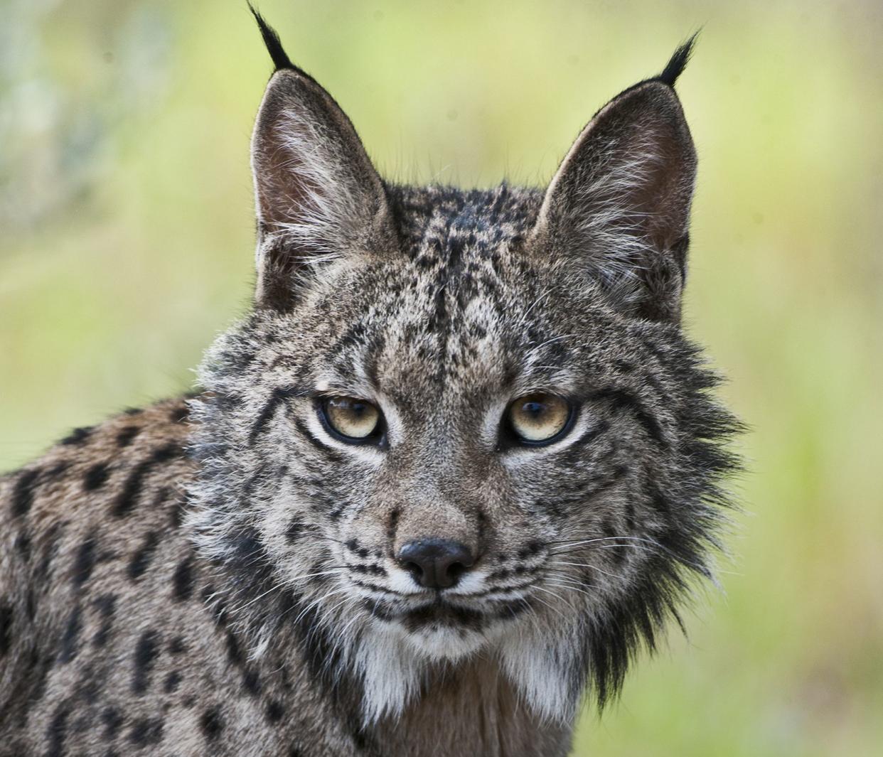 Un lince ibérico., especie en peligro de desaparecer. (Materia)