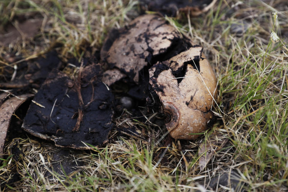 This Oct. 16, 2019 photo shows the crushed, burned, and bullet-pierced skull of one thirteen state police officers who were shot or burned to death in their vehicles, in El Aguaje, Mexico. When police returned to recover the burned-out patrol vehicles the next day, they were in such a hurry to accomplish their task that they left behind the crushed, burned, bullet-pierced skulls of one of their colleagues lying on the ground. (AP Photo/Marco Ugarte)