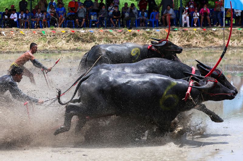 Thais race water buffaloes to mark the start of rice cultivation season amid El Nino-induced drought warning