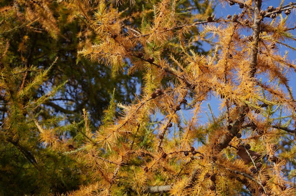 Fall color on larch at Secrest Arboretum in Wooster.