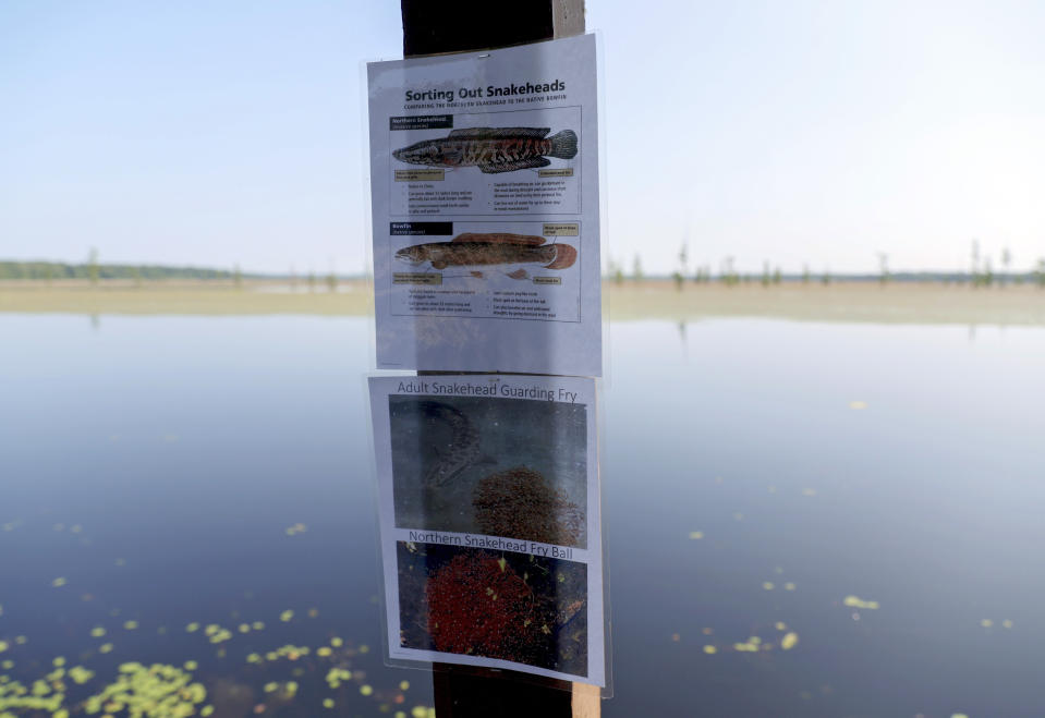 A sign informs visitors of the differences between an invasive fish, the northern snakehead, top, and the native bowfin, by a lake Thursday, June 18, 2023, at Duck Creek Conservation Area in southeast Missouri. The northern snakehead was found for the second time in Missouri in the area on May 19 by a state worker seining for bait. (Christine Tannous/St. Louis Post-Dispatch via AP)