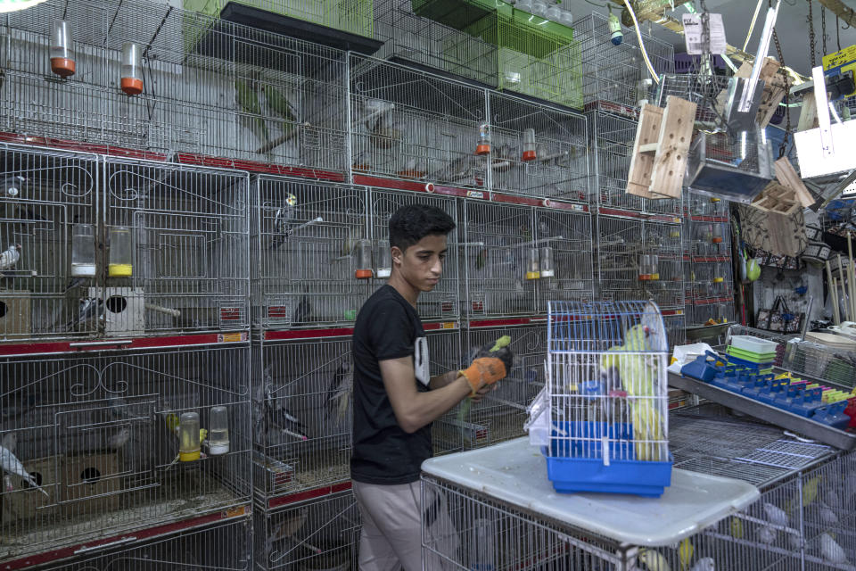 Youssef Ashraf prepares parakeets for sale at his shop in Gaza City, Tuesday, Aug. 23, 2022. Dozens of Palestinians have taken up bird-trapping in recent years, capturing parakeets along the heavily-guarded frontier with Israel and selling them to pet shops. It's a rare if meager source of income in Gaza, which has been under a crippling Israeli-Egyptian blockade since the militant Hamas group seized power 15 years ago. (AP Photo/Fatima Shbair)