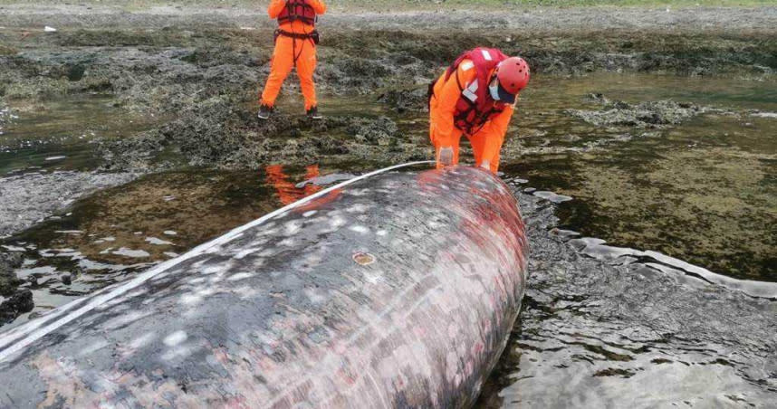 蘭嶼五孔洞昨日下午發生鯨豚擱淺死亡案，後續將採樣送回本島，交由研究單位使用。（圖／翻攝畫面）