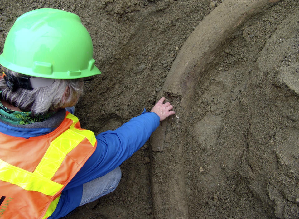 This image provided by the Burke Museum and taken on Tuesday, Feb. 11, 2014, Bruce Crowley, the museum's Preparator for the Paleontology Division, examines what museum officials believe is mammoth tusk that was uncovered by construction workers in the south Lake Union area of Seattle. According to the museum, the ancient elephant relatives lived in Washington until approximately 10,000 years ago and their fossils have been found throughout western Washington. (AP Photo/Burke Museum)