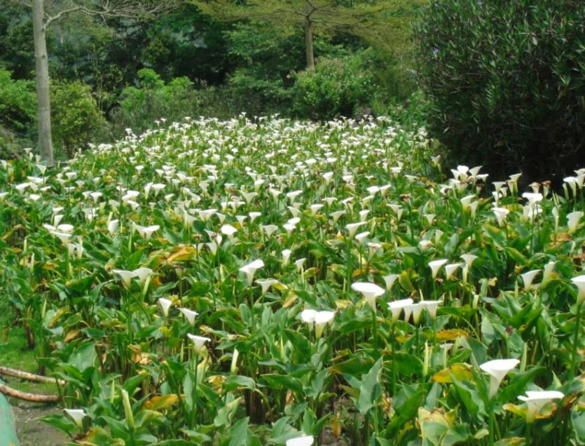 新竹尖石油羅溪森林海芋田。圖：翻攝海芋季臉書