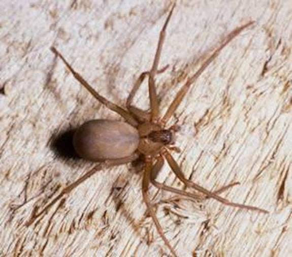 The brown recluse spider has a bad reputation in California, even though this species doesn't habitate that state.