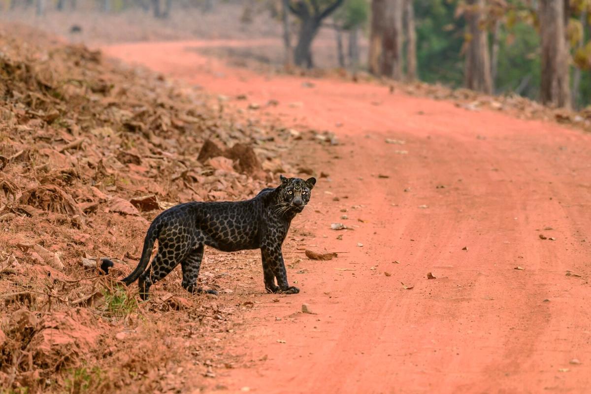 Black leopard, Rare black leopard spotted crossing road while hunting deer  in Maharashtra's Tadoba National Park