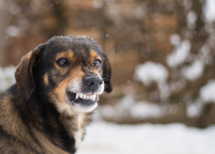 The United States Postal Service encourages dog owners to take steps to help keep its employees safe.