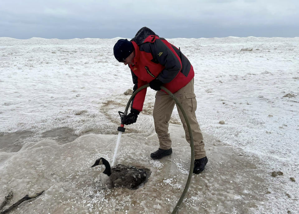 A firefighter used water to help melt away the ice that bound the goose to the ground. (Indiana DNR Law Enforcement)