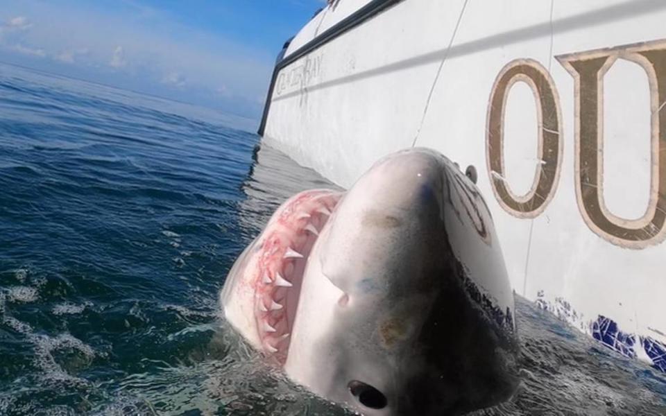 Charter Captain Chip Michalove of Outcast Sport Fishing reeled in and released the first great white sharks of the winter season on Saturday, Dec. 18, 2021, off Hilton Head Island, South Carolina.