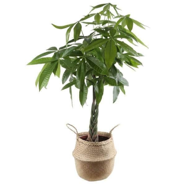 Pachira Money Tree Plant