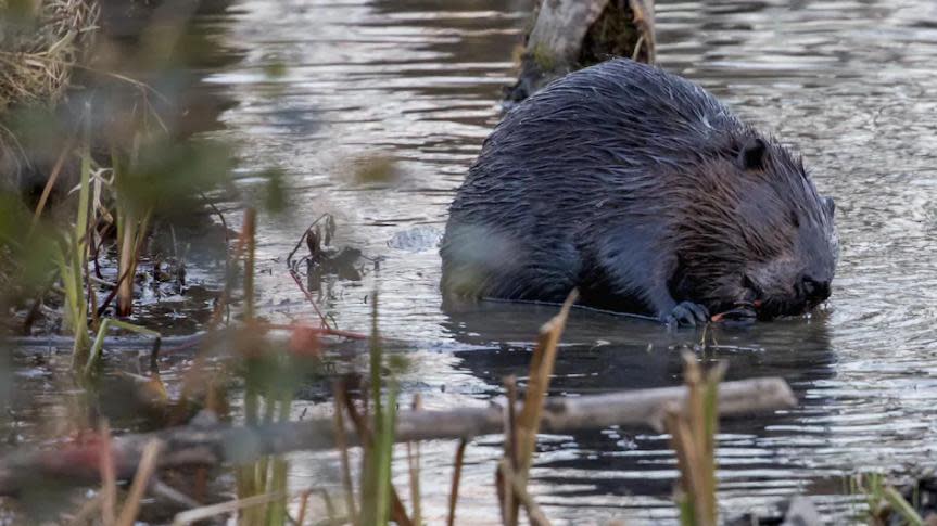 The city's approach to handling beavers is significantly influenced by the Provincial Drainage Act, according to Alta Vista Coun. Marty Carr.  (Maxime Corneau/Radio-Canada - image credit)
