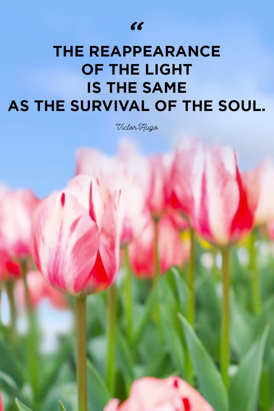 <p>"The reappearance of the light is the same as the survival of the soul."</p>