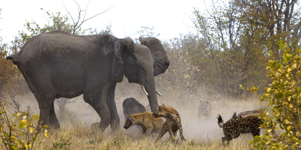 The elephant is seen charging at the hyenas to ward them off its offspring. (Jayesh Mehta/ Caters News)