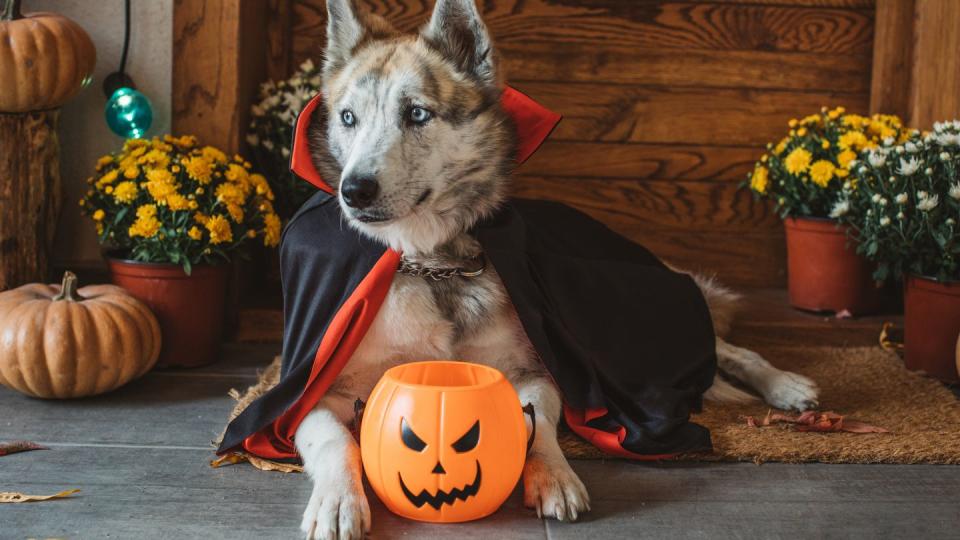 domestic dog on porch dressed in vampire costume for halloween