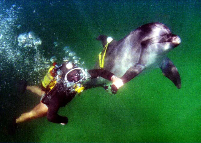 A trainer works underwater with a dolphin that used to belong to a top-secret division of the Soviet Navy in the military port of Sevastopol.