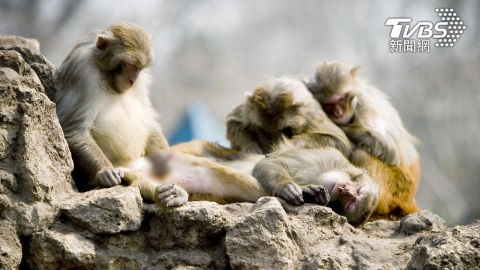 手淫在動物界很普遍，尤其包括人類在內的靈長類動物。（示意圖／shutterstock 達志影像）