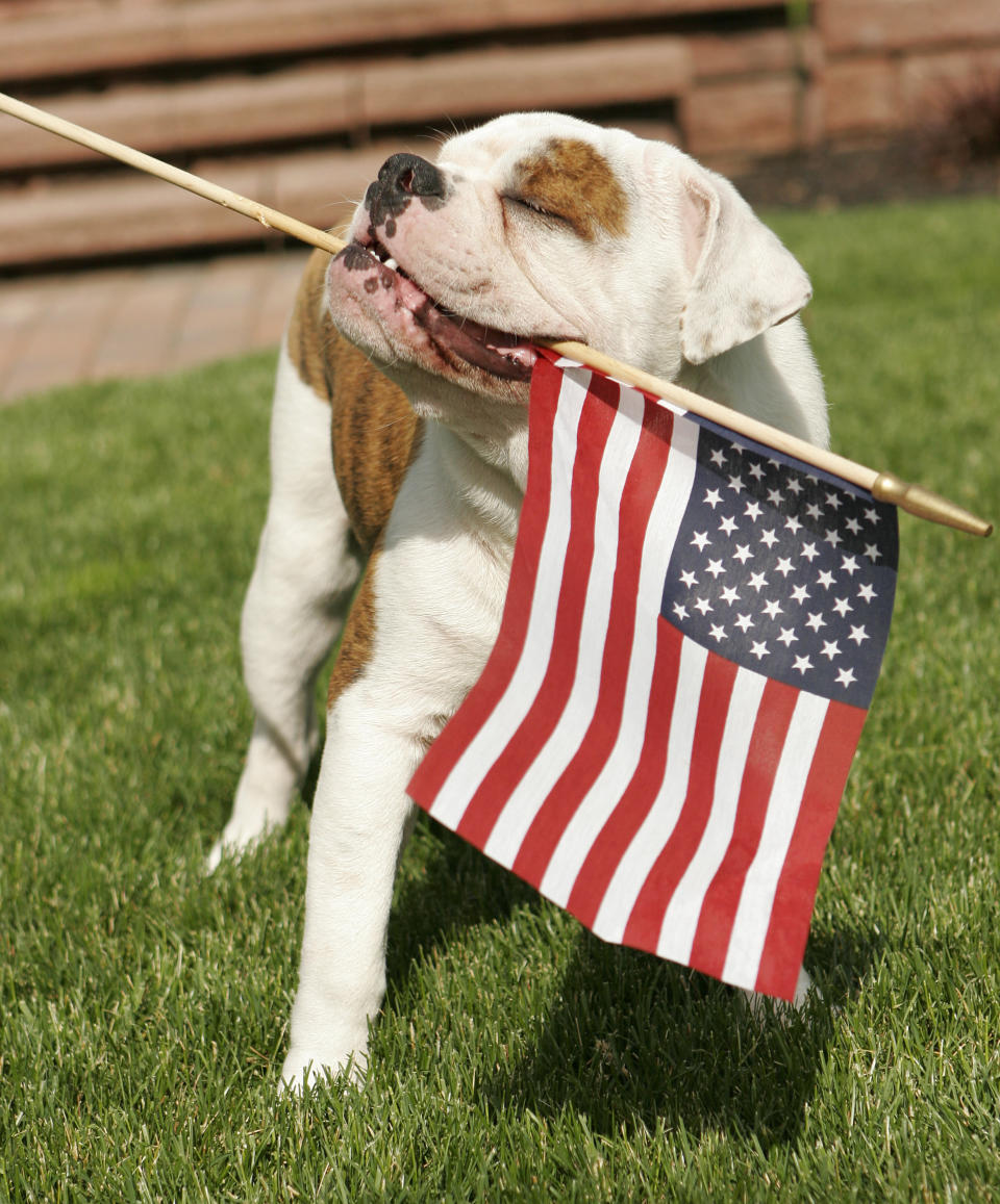 An English Bulldog puppy waves the American flag.