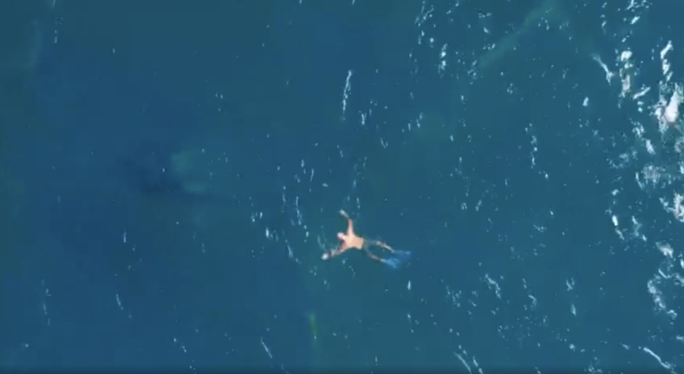 A man, in flippers and togs, frees a whale trapped in shark nets off Burleigh Heads.