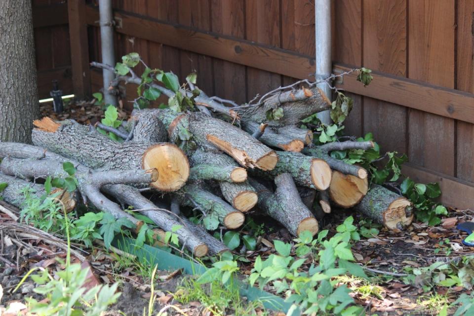 Woodpile in yard