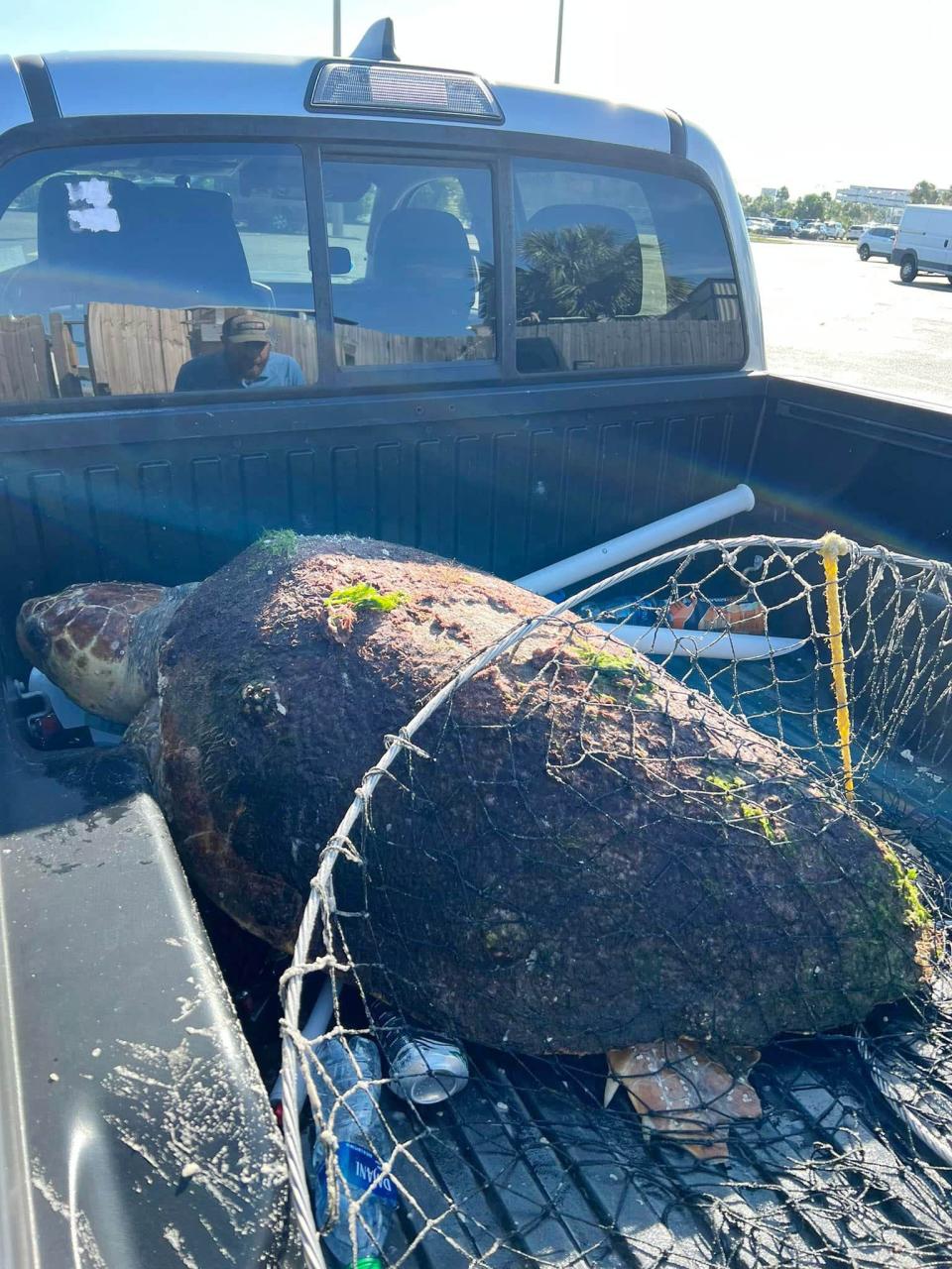 A 217-pound female loggerhead sea turtle lies in the back of a truck after it was rescued at the Okaloosa Island Pier on July 5. The turtle was entangled in line and tackle and pulling two fishing rods behind it when it was hooked by anglers fishing from the pier and pulled ashore.