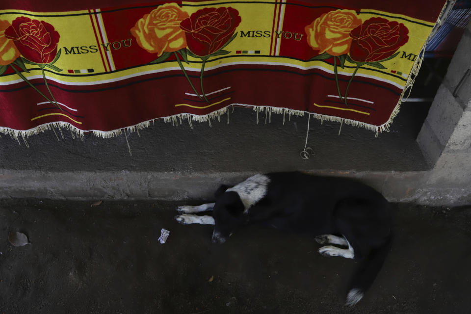 A family dog rests near a “miss you” tablecloth hanging over a doorway at the home of Esmeralda Dominguez in the Sisiguayo community in Jiquilisco, in the Bajo Lempa region of El Salvador, Thursday, May 12, 2022. Dominguez, a rural community leader and mother of two, including a 4-month-old daughter, is one of thousands arrested in the past eight weeks since the congress granted President Nayib Bukele a state of emergency declaration suspending some civil liberties. (AP Photo/Salvador Melendez)