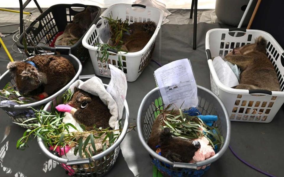 Sedated Koalas sleep in baskets after being treated at a makeshift field hospital at the Kangaroo Island Wildlife Park on Kangaroo Island on January 14, 2020. - Hundreds of koalas have been rescued and brought to the park for treatment after bushfires ravaged the island off the south coast of Australia. | PETER PARKS/Getty Images