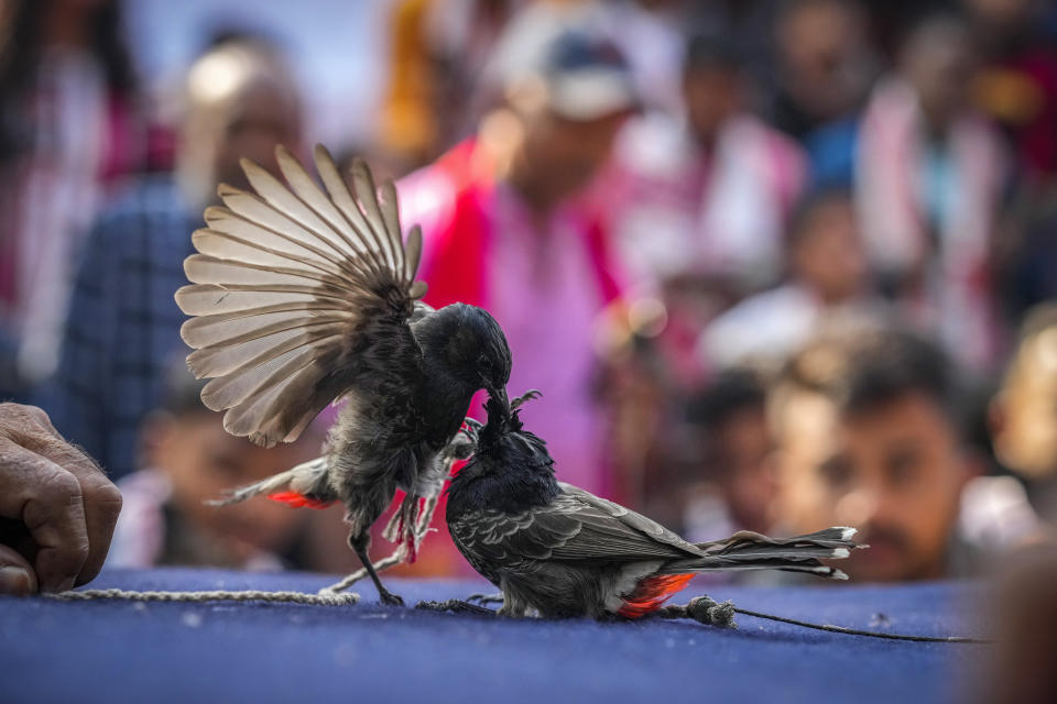 Two bulbul birds fight during the Magh Bihu harvest festival in Hajo, on the outskirts of Guwhati, India, Jan. 15, 2024. Traditional bird and buffalo fights resumed in India’s remote northeast after the supreme court ended a nine-year ban, despite opposition from wildlife activists. (AP Photo/Anupam Nath)