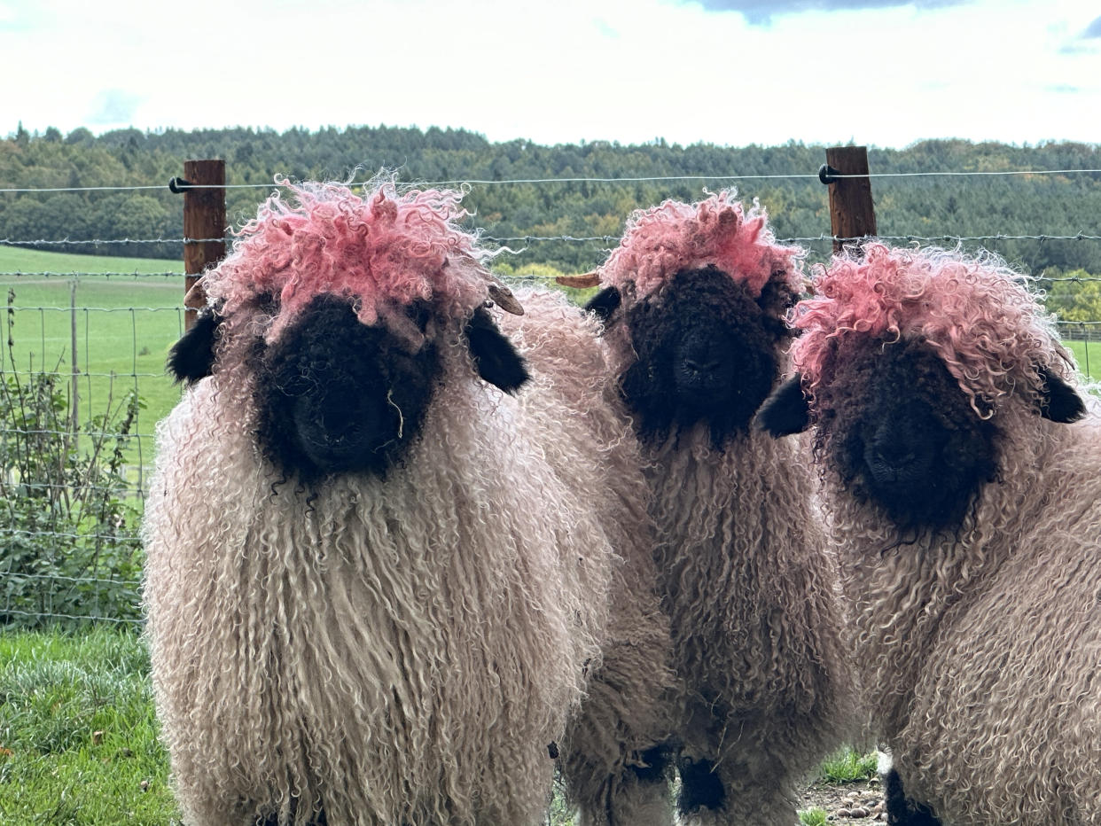 Hilarious photos show a flock of rare sheep who have accidentally dyed their hair pink. See SWNS story SWLNsheep. The group of rare Swiss Valais sheep should have white heads and black faces, but now they have accidentally dyed their hair. 