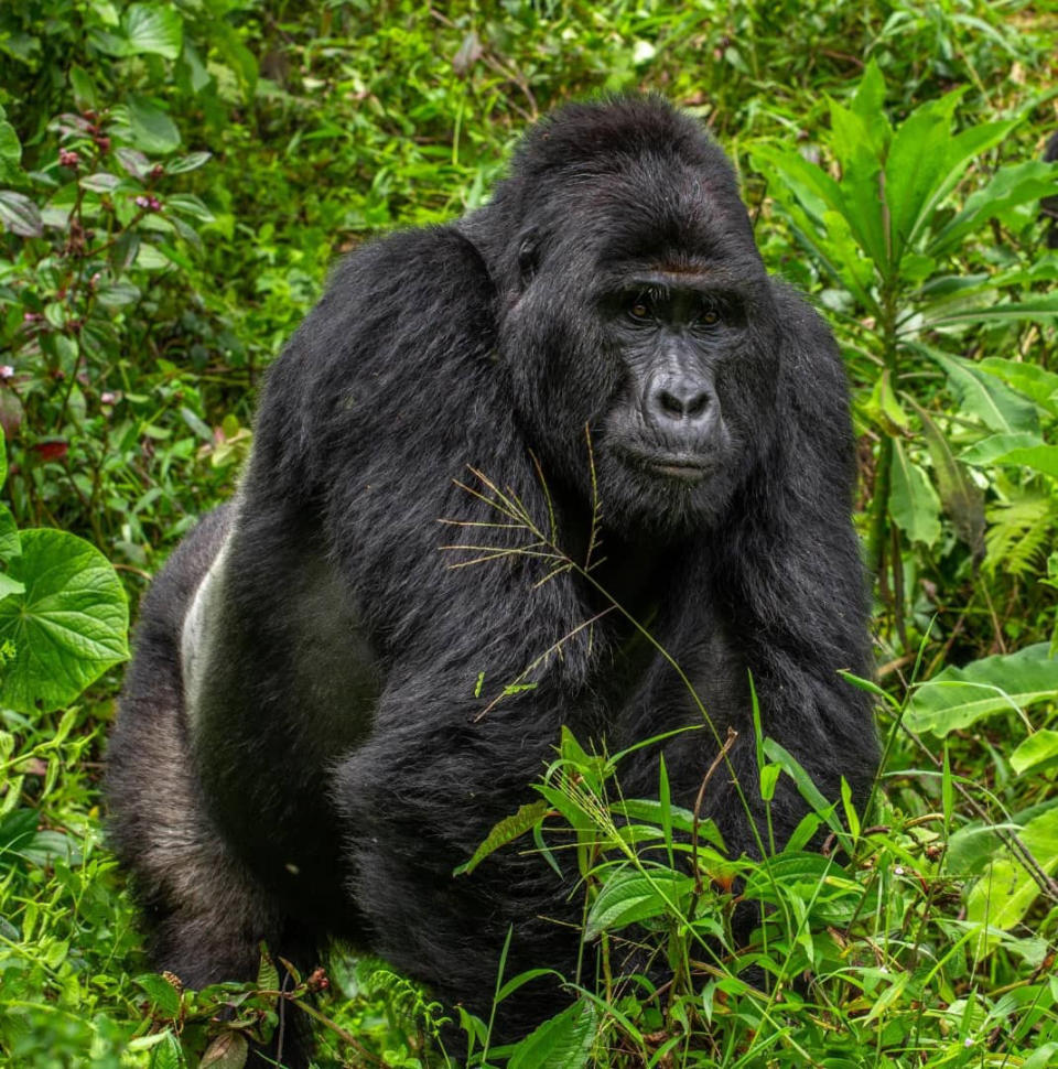 The Uganda Wildlife Authority have arrested four people over the death of Rafiki, the Silverback of Nkuringo Gorilla group in Bwindi Impenetrable National Park. (Uganda Wildlife Authority)