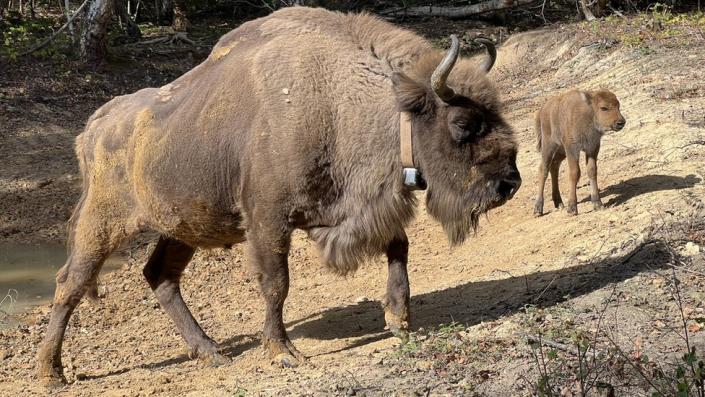 Un bisonte y un ternero en un bosque