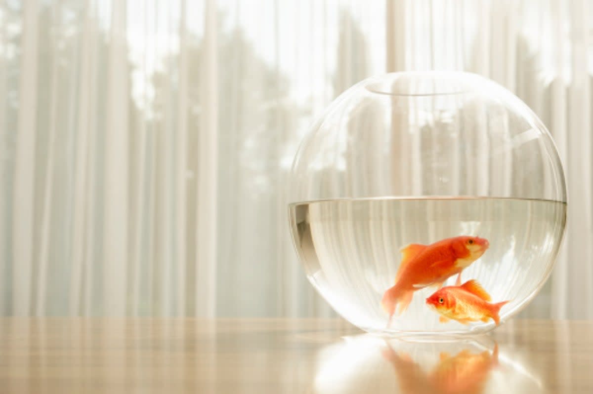 The internet has turned on the man who saved a goldfish left on his lawn (Getty Images)