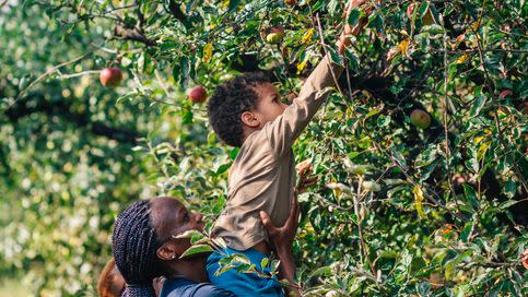 black woman and her son picking up apples in orchard in autumn