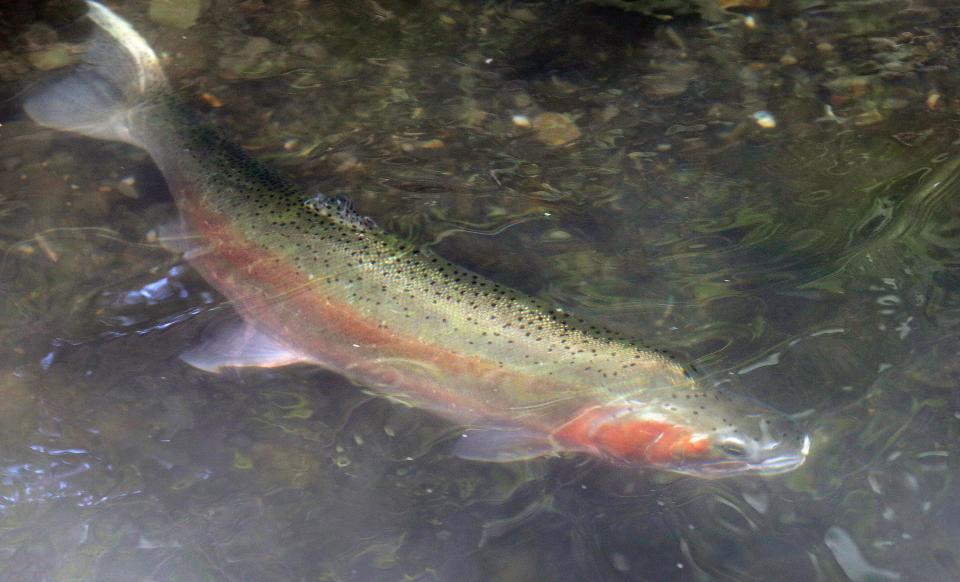 Hatchery trout are scheduled to be released at Blue Limestone Park Pond in Delaware on Wednesday.