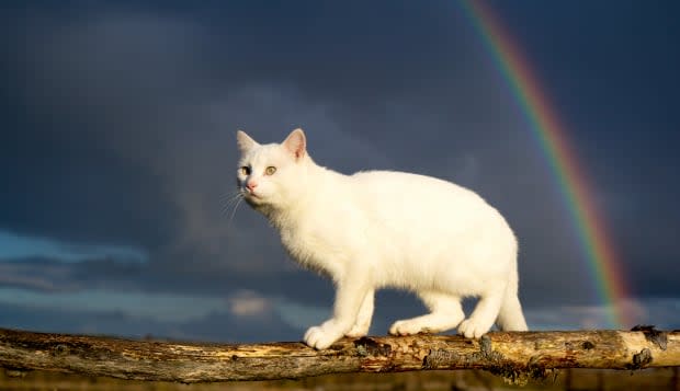 white cat and rainbow