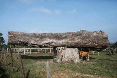 Cows are pictured inside a farm near Esperanca PDS, a Sustainable Settlement Project, in Anapu