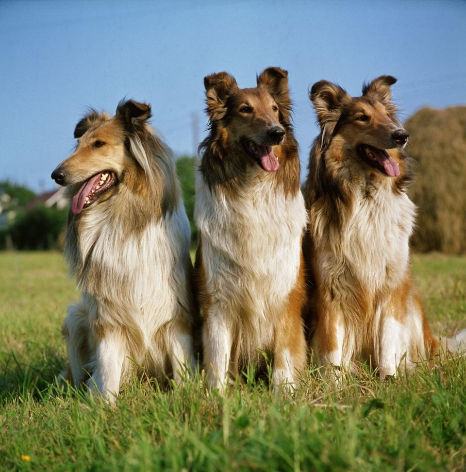 20 best dog breeds for families collies