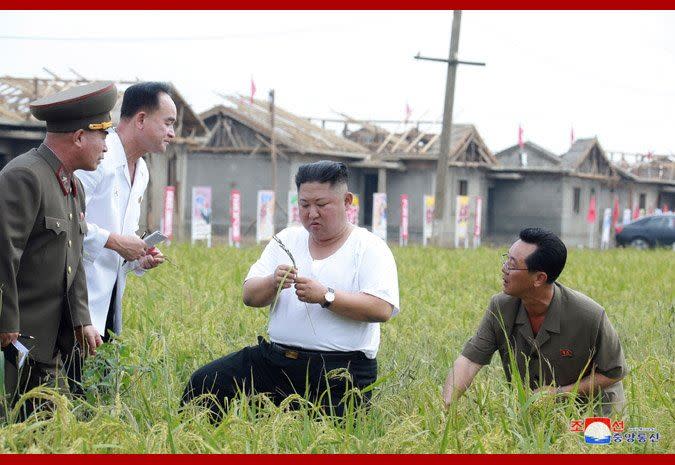 金正恩指示要用農業技術提高產量。（圖／翻攝自朝中社）