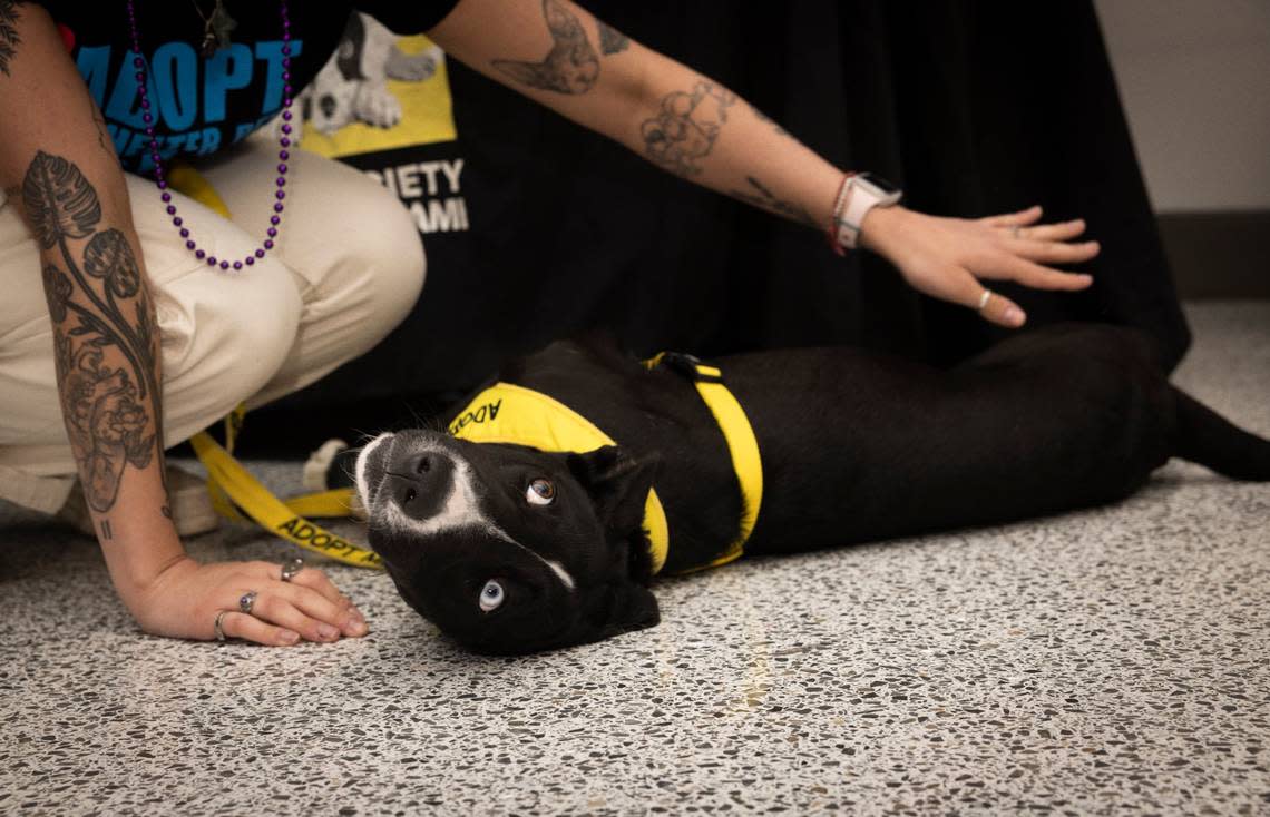 Brandy, a 10 week old puppy up for adoption, gets pet by someone with the Humane Society of Greater Miami during the Give Miami Day fundraising event hosted by The Miami Foundation on Thursday, Nov. 16, 2023, held at Miami Dade College Medical Campus. “All the nonprofits are standing together today to bring a better Miami,” said The Miami Foundation CEO Rebecca Fishman Lipsey. Alie Skowronski/askowronski@miamiherald.com