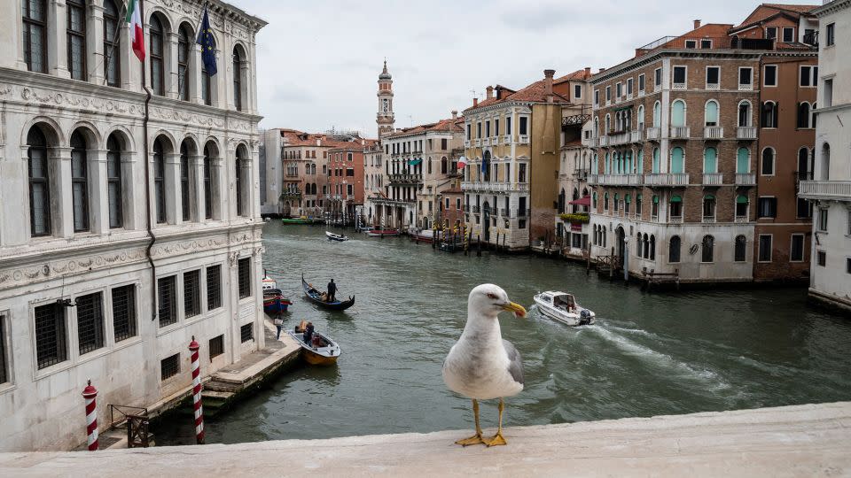 Seagulls are notorious for their thieving in Venice. - Marco Bertorello/AFP/Getty Images